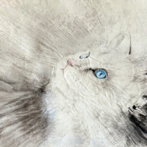 Kot Ragdoll Sumi ink, saiboku inks and white pigment on handmade washi paper 25 × 34 cm Tusz sumi, kolorowe tusze saiboku i biały pigment na ręcznie wykonanym papierze washi 25 × 34 cm